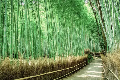 嵯峨野・嵐山エリア